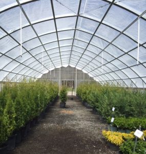 Landscaping Shrubs - Annuals And Perennials From Gateway Garden Center In Gainesville Va