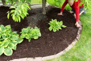 DIY Landscape Ideas