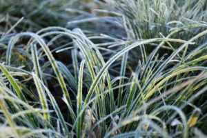 Winterizing Your Outdoor Hardscapes and Lawn